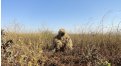 Маскировочный халат Taganrog Друид – купить по цене 3500 руб. в интернет-магазине в городе Казань картинка 17